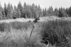 Lauscha015