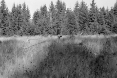 Lauscha016