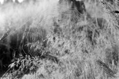 Lauscha022